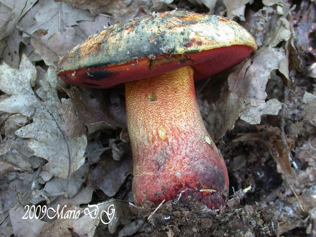 Boletus da determinare >>> n�3